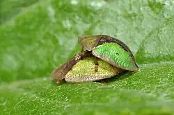 Thistle beetles mating