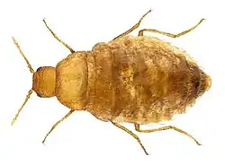 Thylodrias contractus female