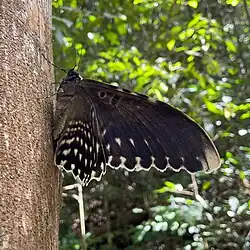 With wings folded back, in Brazil