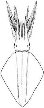 The diamondback squid, Thysanoteuthis rhombus, has full-length rhomboid fins