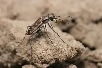 Most tiger beetles run on the ground, living on sand and lake shores.