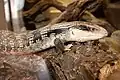 Eastern blue-tongued lizard