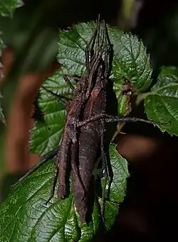 Pair of Tisamenus charestae from Ifugao