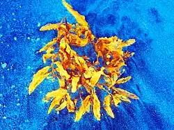 Tjasa Iris, Grass Falling from the Night Sky, 120 x 160 cm, manipulated photograph, 2023