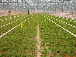 A tomato greenhouse in the Netherlands.