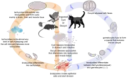 Life cycle of the Toxoplasma parasite