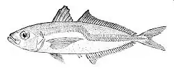 Greenback horse mackerel
