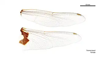 Female Tramea loewii wings