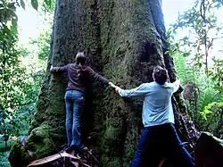 Tree Huggers at Huon Bush Retreats