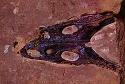 Skull of the temnospondyl amphibian Trematosaurus brauni