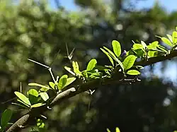 photo of a Trifidacanthus unifoliolatus branch with rounded oval green leaves, sparse spikes, and a single purple flower bud