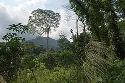 Tropical rainforest in the interior
