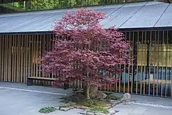 a small courtyard garden with a red maple