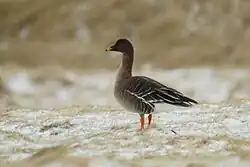 Tundra_Bean_Goose_(Anser_serrirostris),_Norwick_-_geograph.org.uk_-_5367435