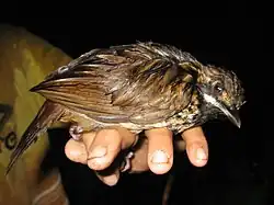 Scruffy brownish bird with deep red eye sitting on hand
