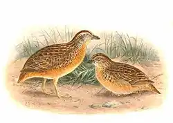 Red-chested buttonquail (Turnix pyrrhothorax)