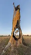 Two Arecaceae (palm trees) in the fields viewed through a hole in a tree stump damaged by fire in the island of Don Tao, at sunrise