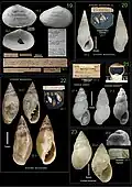 Collage/Figures of type specimens of Mollusca including Parthenina decussata
