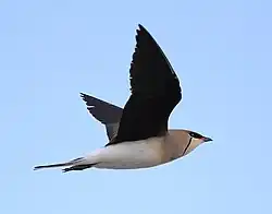 Black-winged pratincole in flight