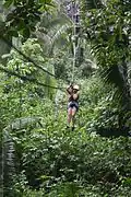 Zip-lining in the jungles of Belize
