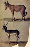 Red Hartebeest and Blackbuck