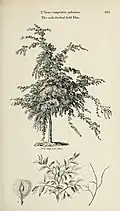 Pendulous "cork-barked field elm", U. campestris suberosa, from Arboretum et Fruticetum Britannicum (1854)