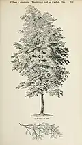 Loudon's Ulmus campestris viminalis, with leaf sketch