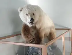 A taxidermied brown and white bear