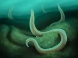 Illustration of many soft-bodied, smooth and cylindrical organisms shaped like tentacles around in shallow water.