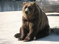 A bear in the zoo of the Jardin d'Acclimatation.