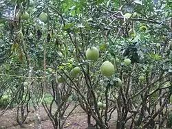 Orchard in Vietnam