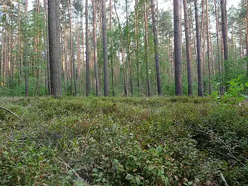 Spandau forest, Germany
