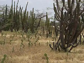 Typical cactus vegetation