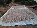 Vengurla cashews laid out in the sun for drying