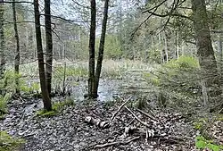 Vernal pool close to the entrance of Thorne Head Preserve.