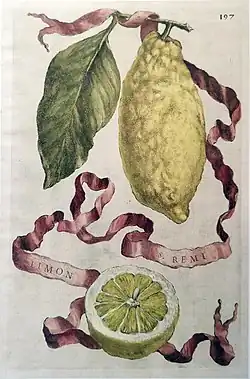 Limon S. Remi from Hesperides (1646)