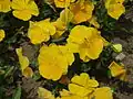 Yellow pansies