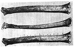 Engraved 'Wolf Bone' from Dolni Vestonice, c. 26,000 BP. The notches may represent numbers.[36][37][38]