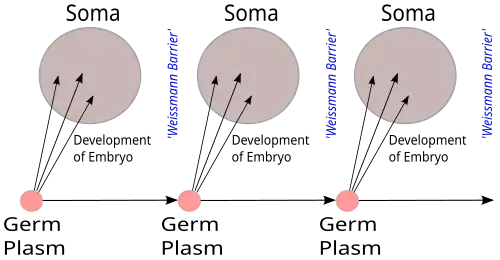 Image 37August Weismann's germ plasm theory. The hereditary material, the germ plasm, is confined to the gonads. Somatic cells (of the body) develop afresh in each generation from the germ plasm. (from History of genetics)