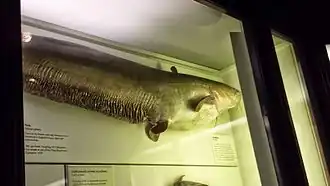 1970 British record wels catfish (Silurus glanis)