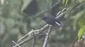 White-tailed robin from Neora Valley National Park in Darjeeling, West Bengal
