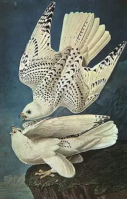 Image 30White gyrfalcons drawn by John James Audubon (from Conservation biology)