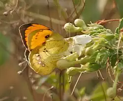 White orange tip (Ixias marianne) male