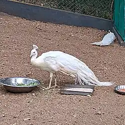 White Peacocks enclave.
