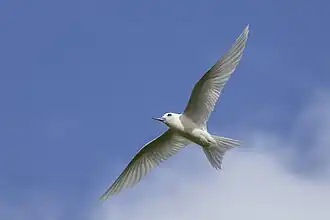 G. a. candida in flight, Rarotonga, Cook Islands