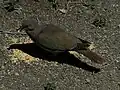 Bird eating seed from ground