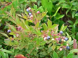 wild Maine blueberries