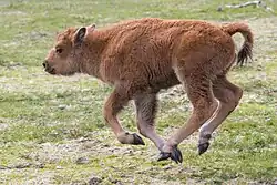 A calf galloping.