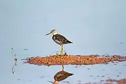 At Perumbakkam Lake (Chennai), Tamil Nadu, India.