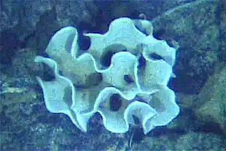 The xenophyophore, another single-celled foraminiferan, lives in abyssal zones. It has a giant shell up to 20 cm across.[117]